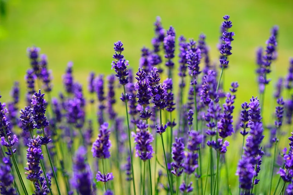 Violett blühender Echter Lavendel
