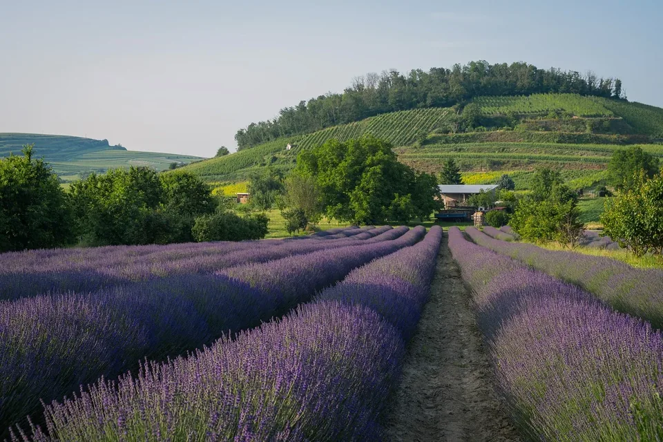 Violettes Lavendelfeld an einem sonnigen Standort