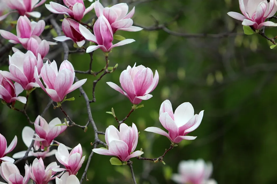 Rosafarbene Magnolie als Blütenbaum für den Garten