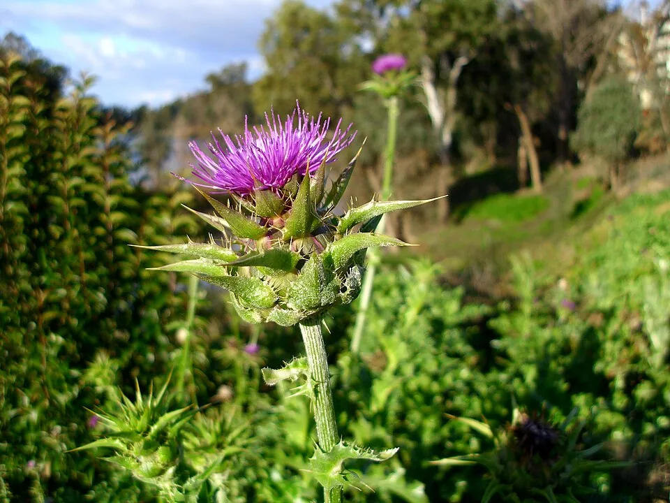 Mariendistel Silybum marianum als Heilpflanze mit violetter Blüte