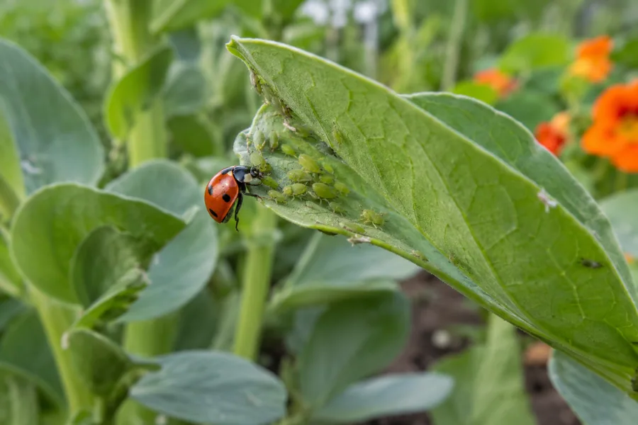Marienkäfer frisst Blattläuse auf einem Gemüseblatt