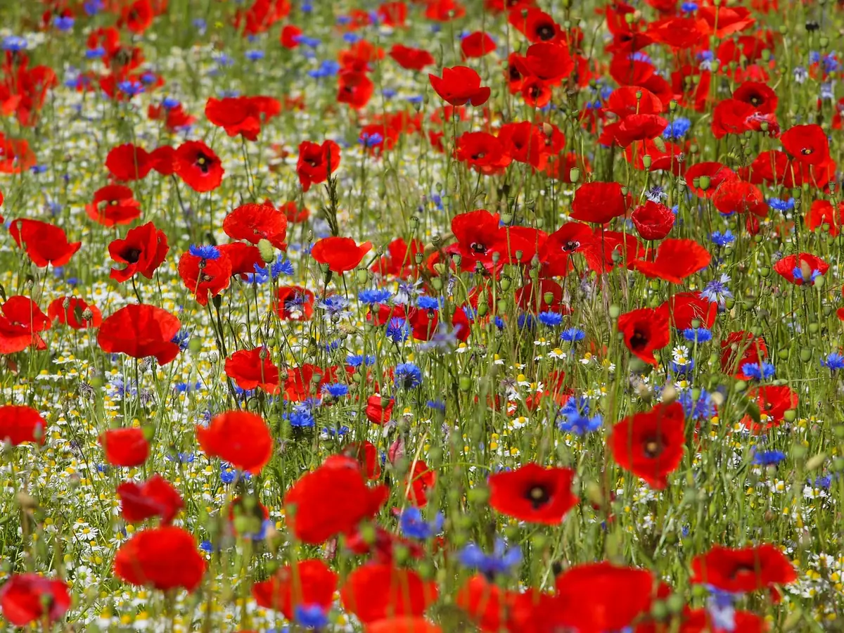 Rote Mohnblumen als Zeichen der Erinnerung