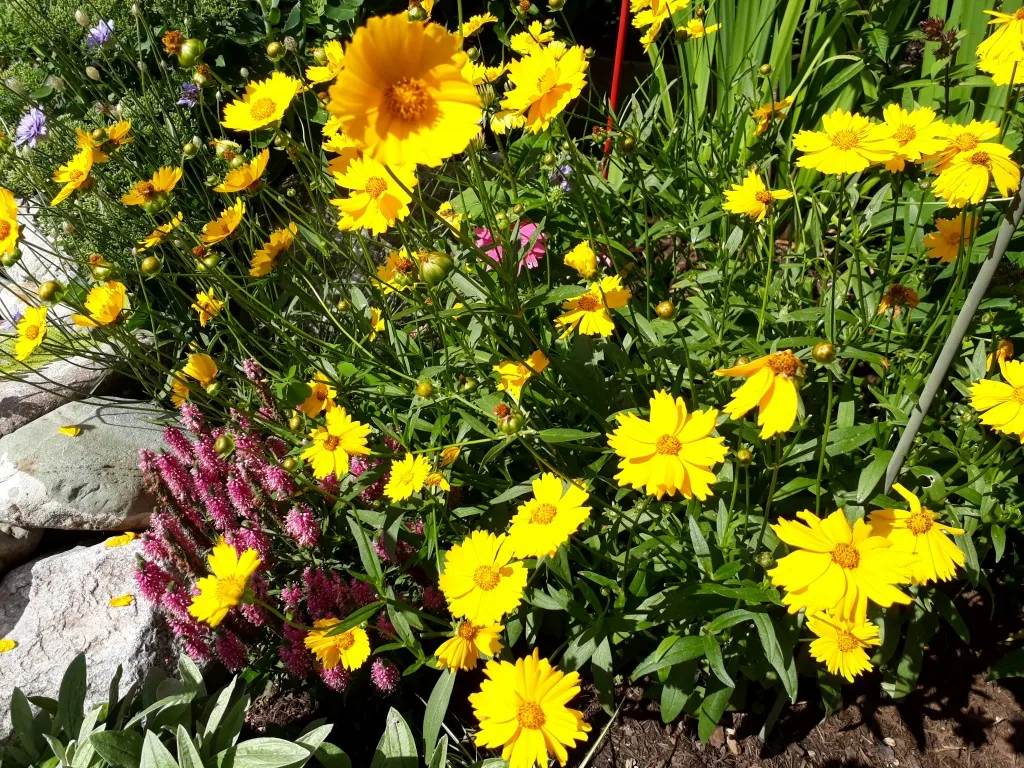 Bepflanzter Steingarten mit vielfältigen Strukturen Bepflanzter Steingarten mit verschiedenen Gartenpflanzen