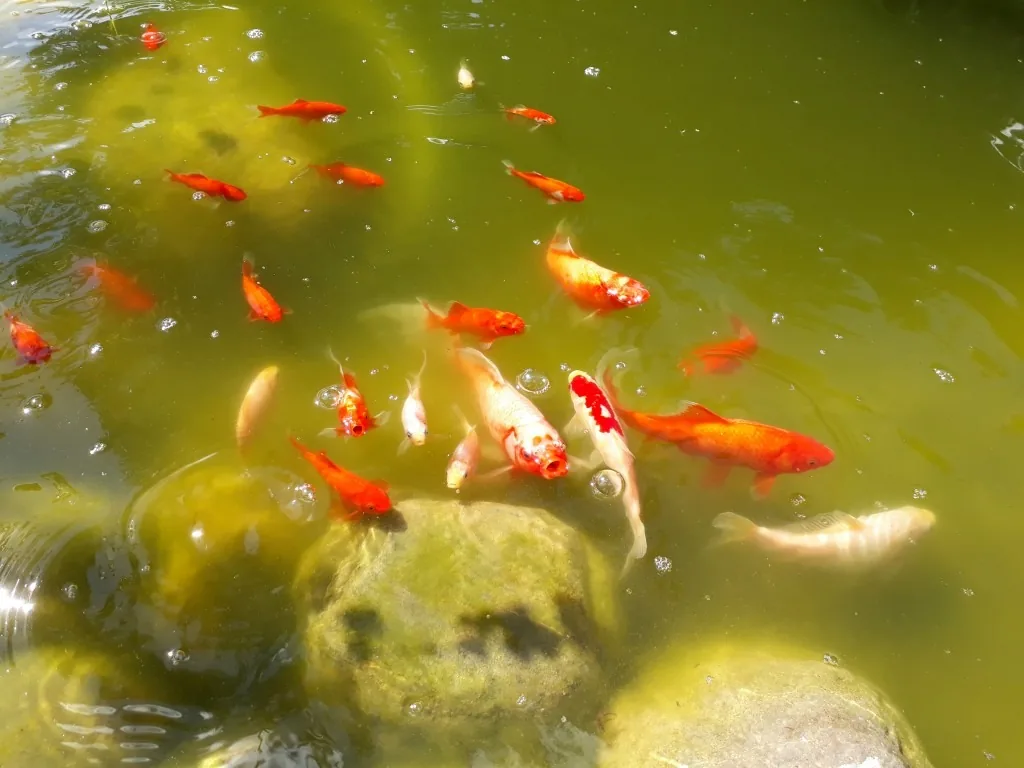 Gartenteich mit Goldfischen und Wasserpflanzen Kleiner Gartenteich mit Goldfischen und Wasserpflanzen