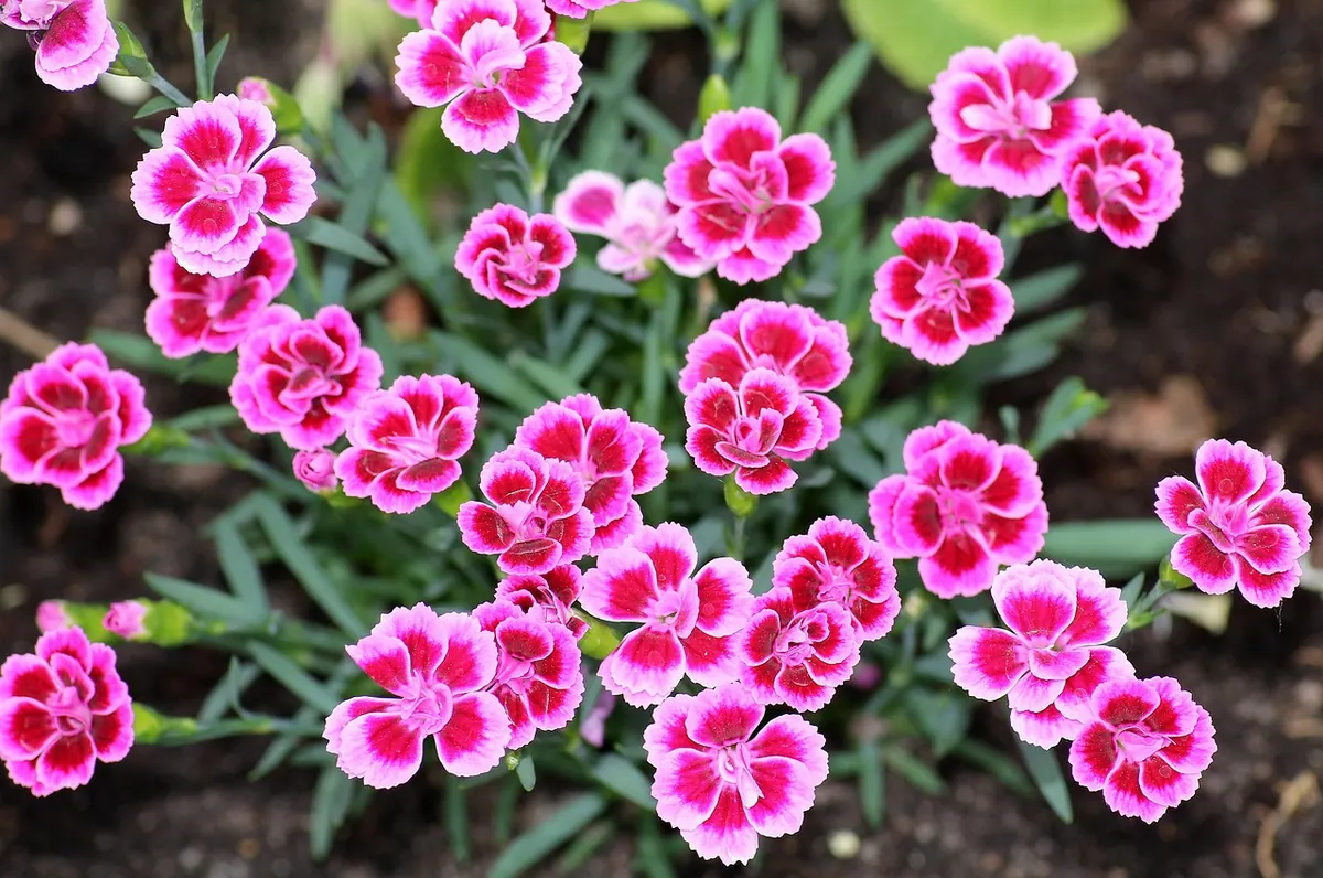 Rosa Nelken für Anerkennung und Dank