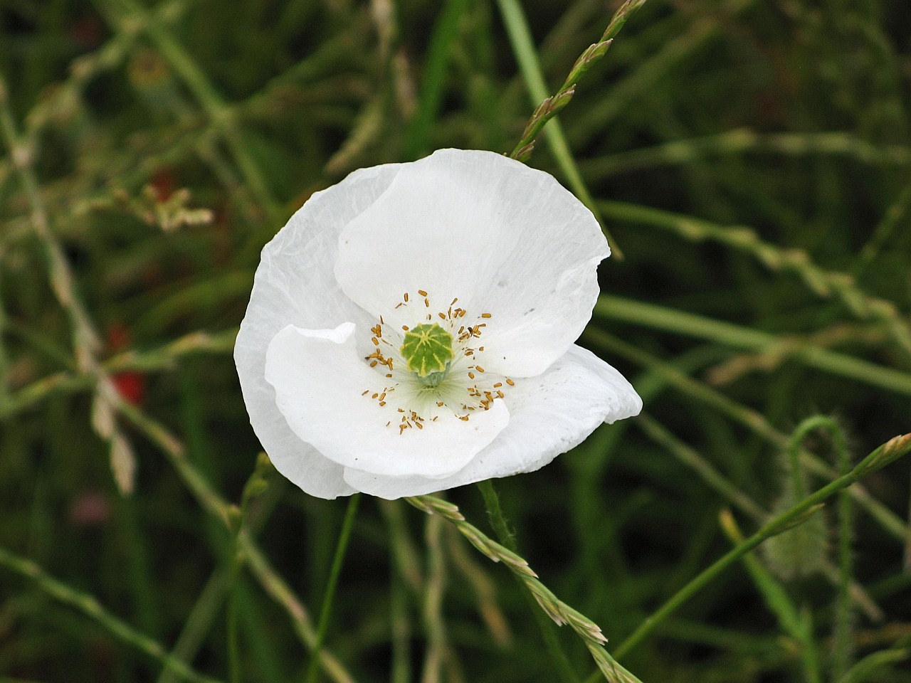 Alpenmohn unter Alpenblumen für den Garten