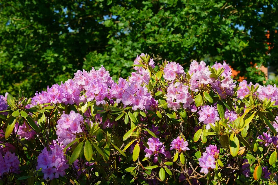 Rosafarbener Rhododendron als Blütenstrauch für den Garten
