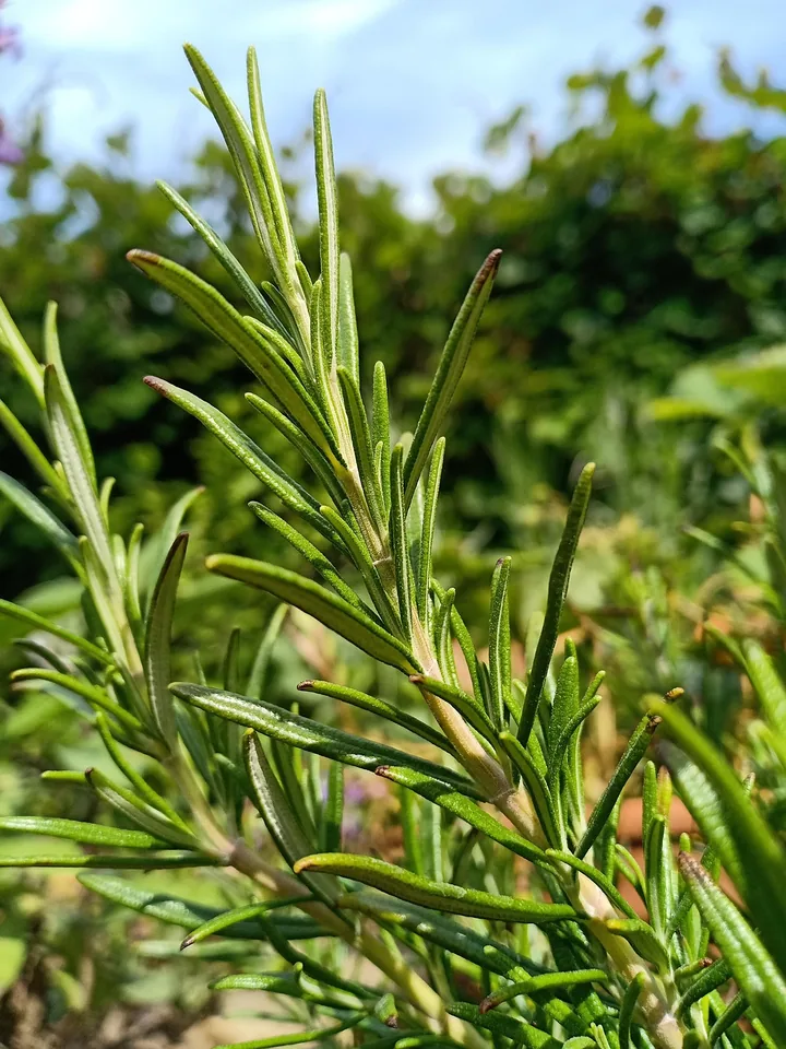 Rosmarin mit schmalen grünen Blättern