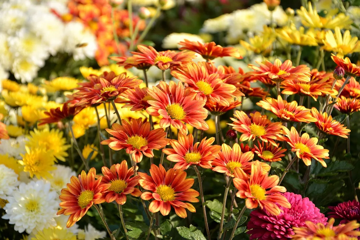 Rot-orange Chrysanthemen als Herbstblumen für Beet und Kübel