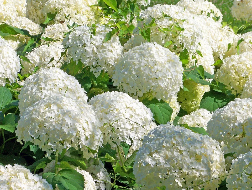 Schneeball als weißer Blütenstrauch für den Garten