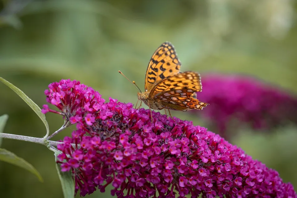 Sommerflieder als Blütenstrauch für den Garten mit Schmetterling