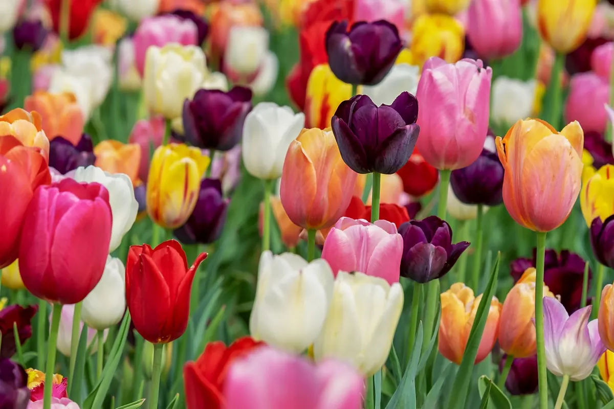Blumensprache: Bunte Tulpen als herzlicher Frühlingsgruß
