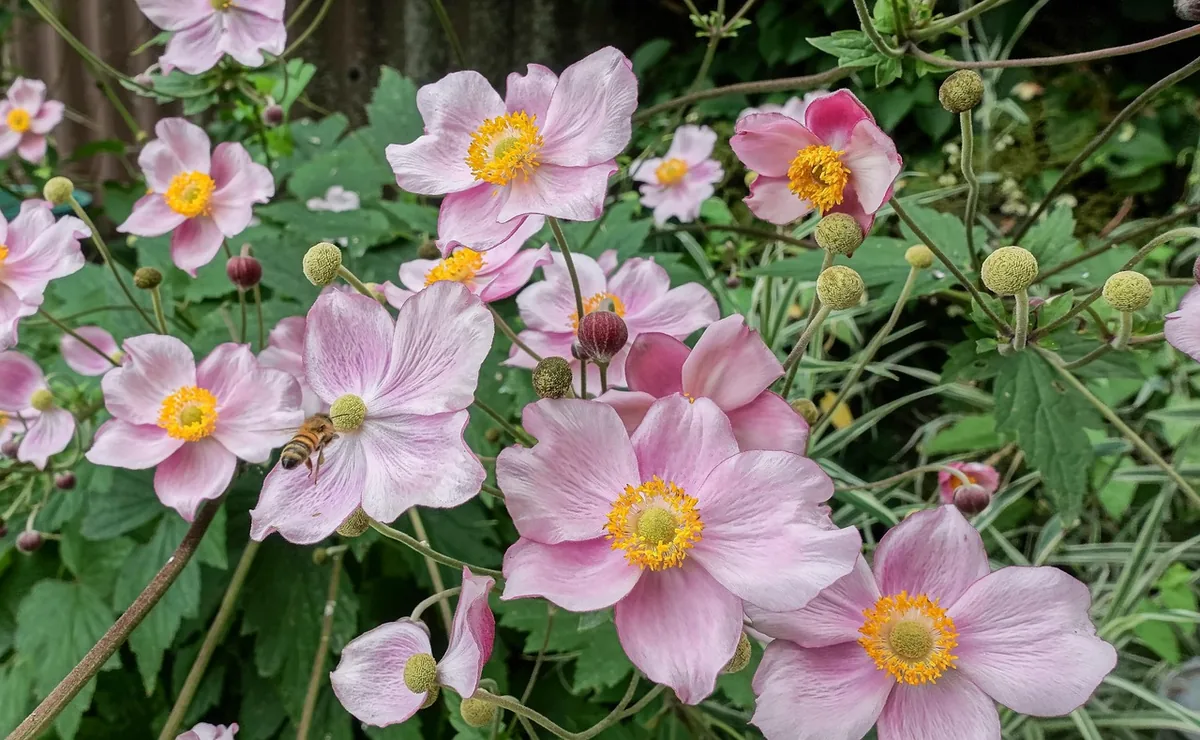 Rosa Anemone zwischen anderen Blumen im Herbst