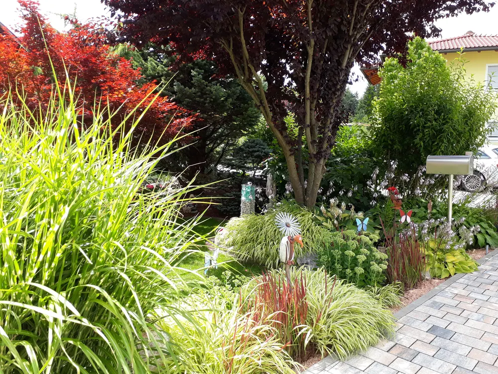 Zebragras, Blutgras und Rohrglanzgras im Garten