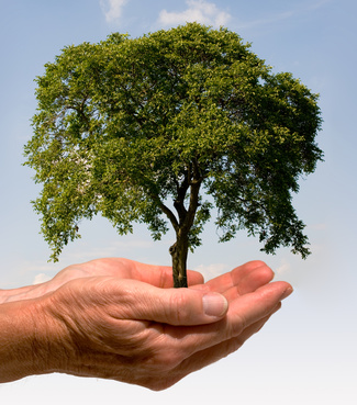 Klima und Umwelt für Pflanzen © Tobias Marx - Fotolia.com (Hand mit Baum / #4012197) Klima und Umwelt für Pflanzen, die Rolle der Pflanzen im Ökosystem